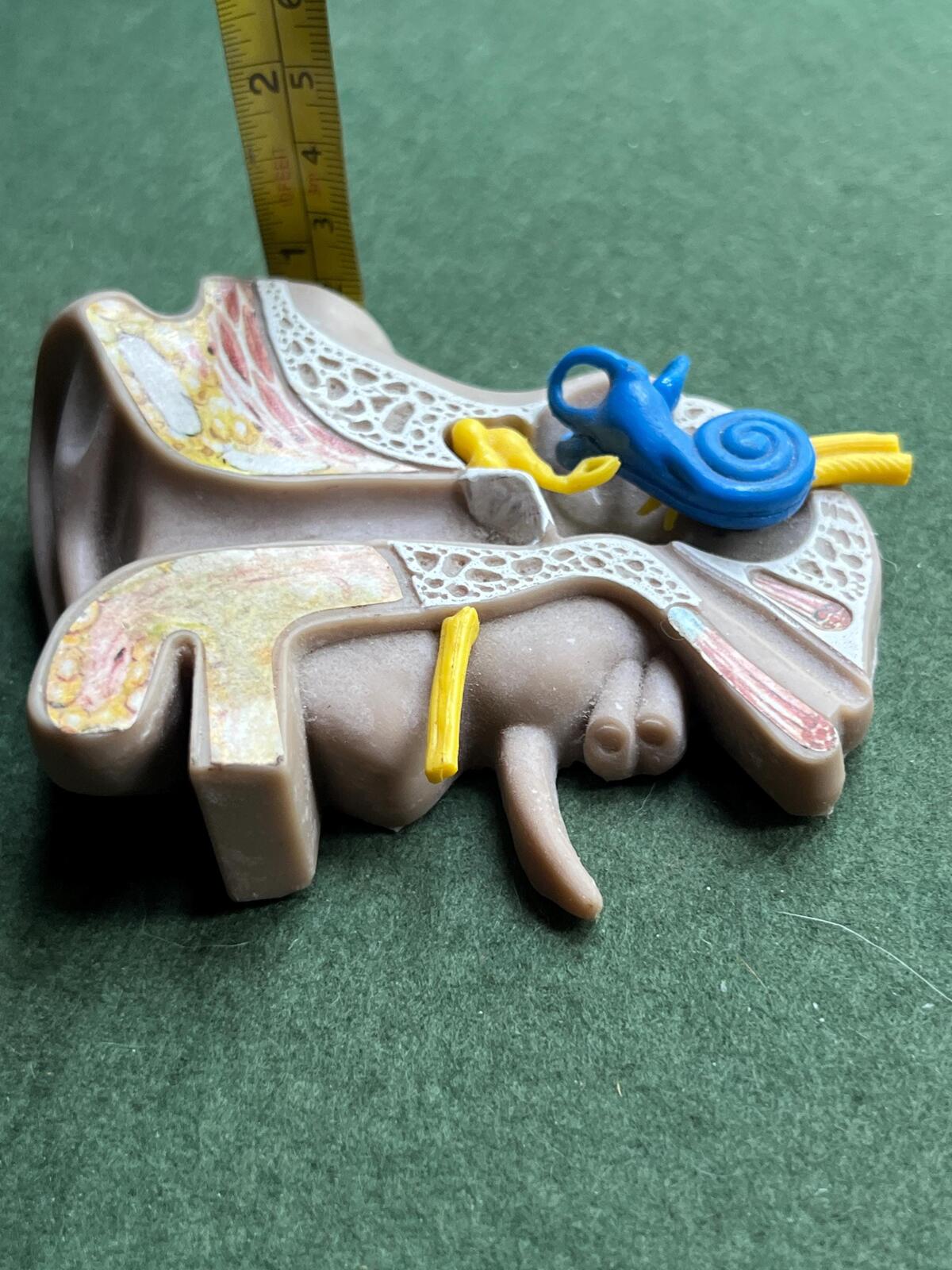 Vintage anatomical medical ear model. Audiology teaching aid.