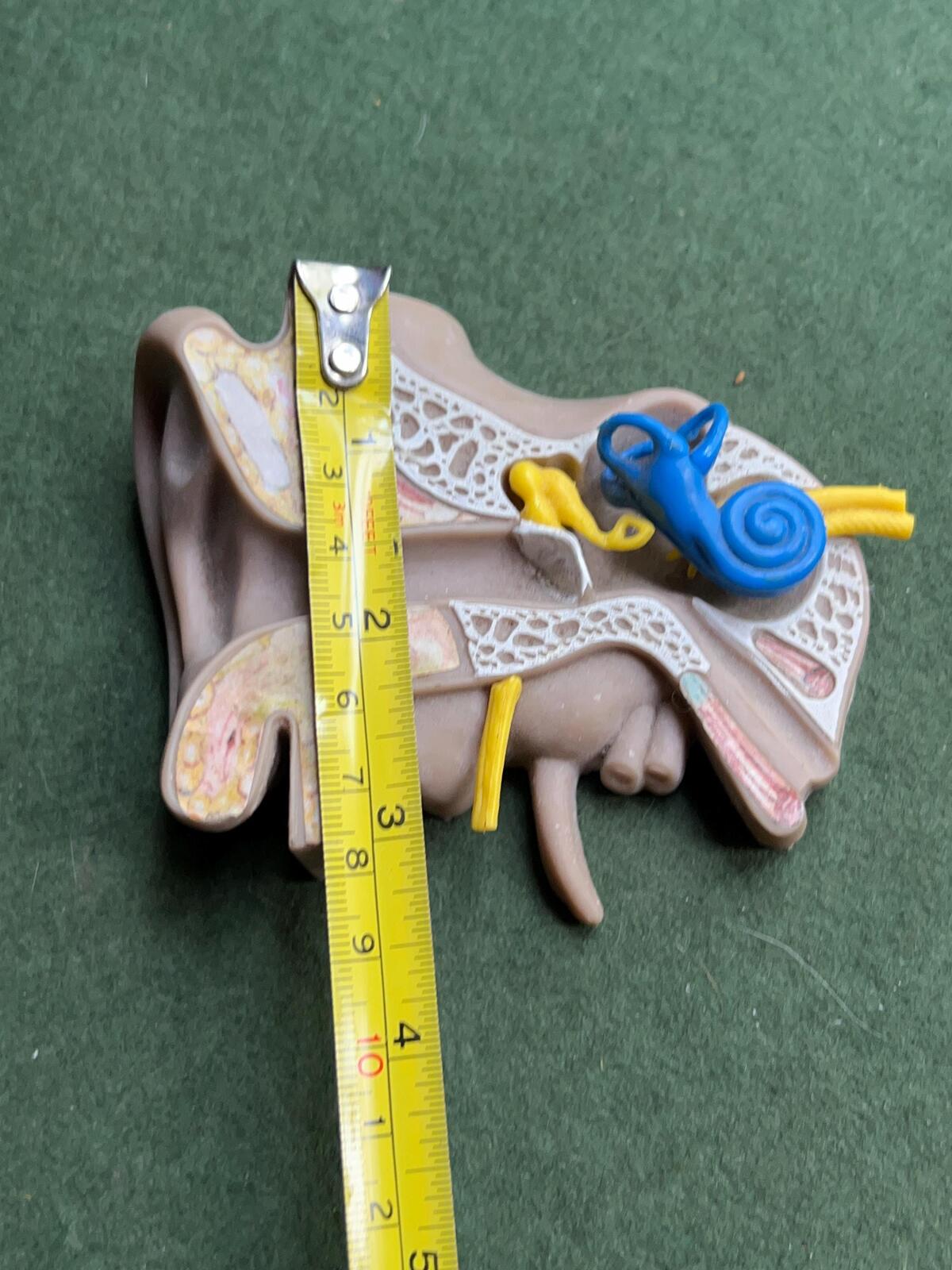 Vintage anatomical medical ear model. Audiology teaching aid.