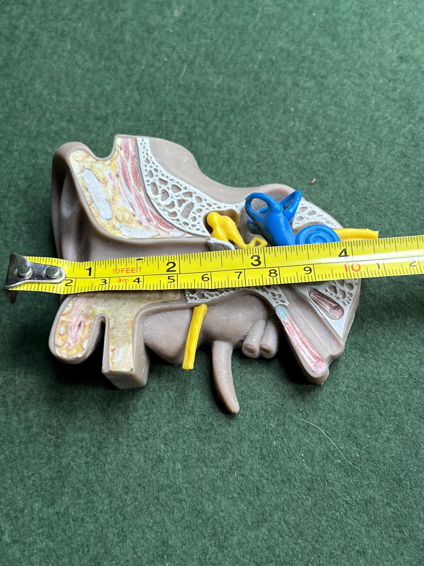 Vintage anatomical medical ear model