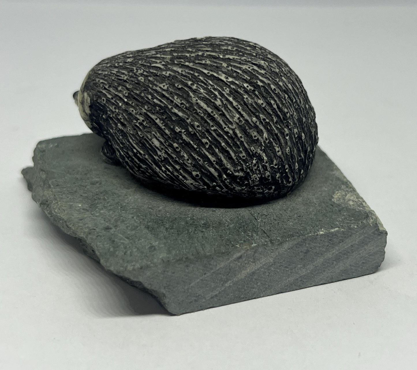 Sculpted hedgehog figurine on a slate base.