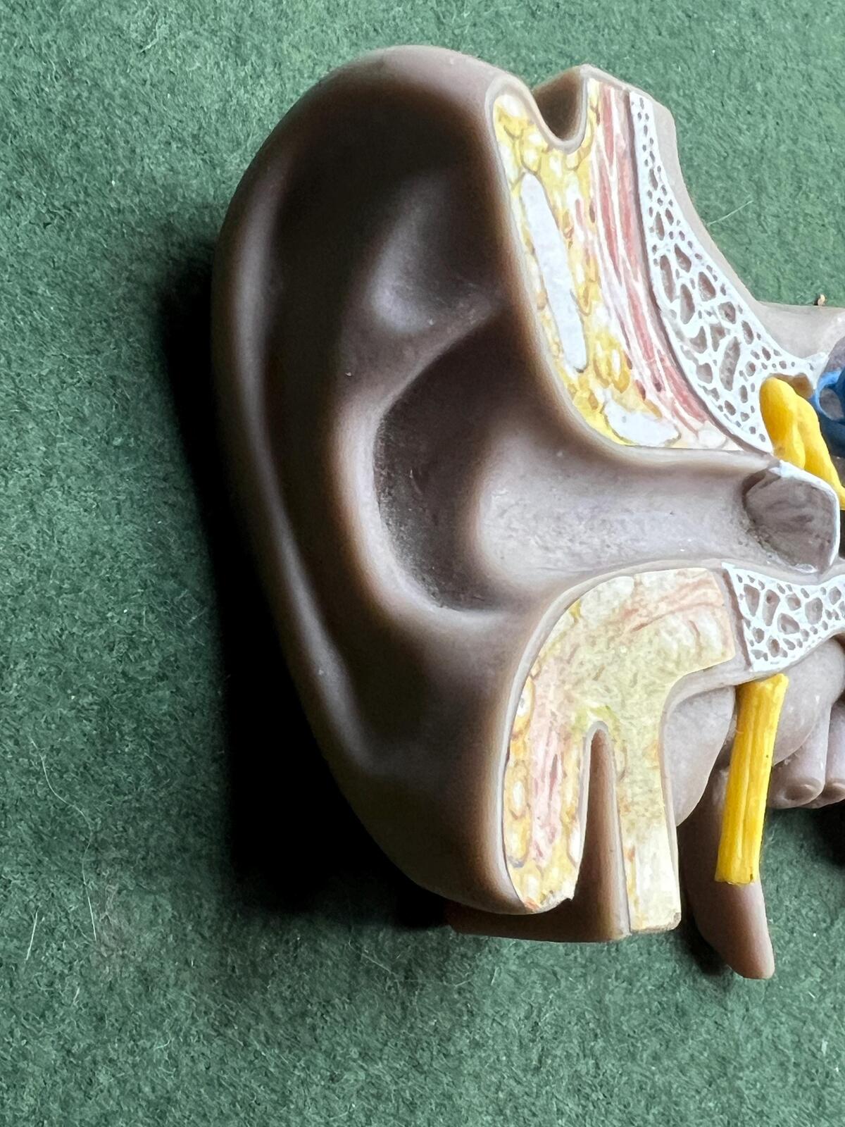 Vintage anatomical medical ear model. Audiology teaching aid.