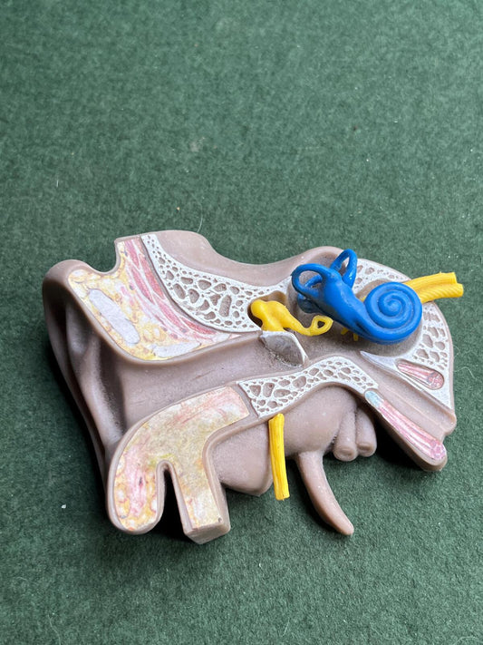 Vintage anatomical medical ear model. Audiology teaching aid.