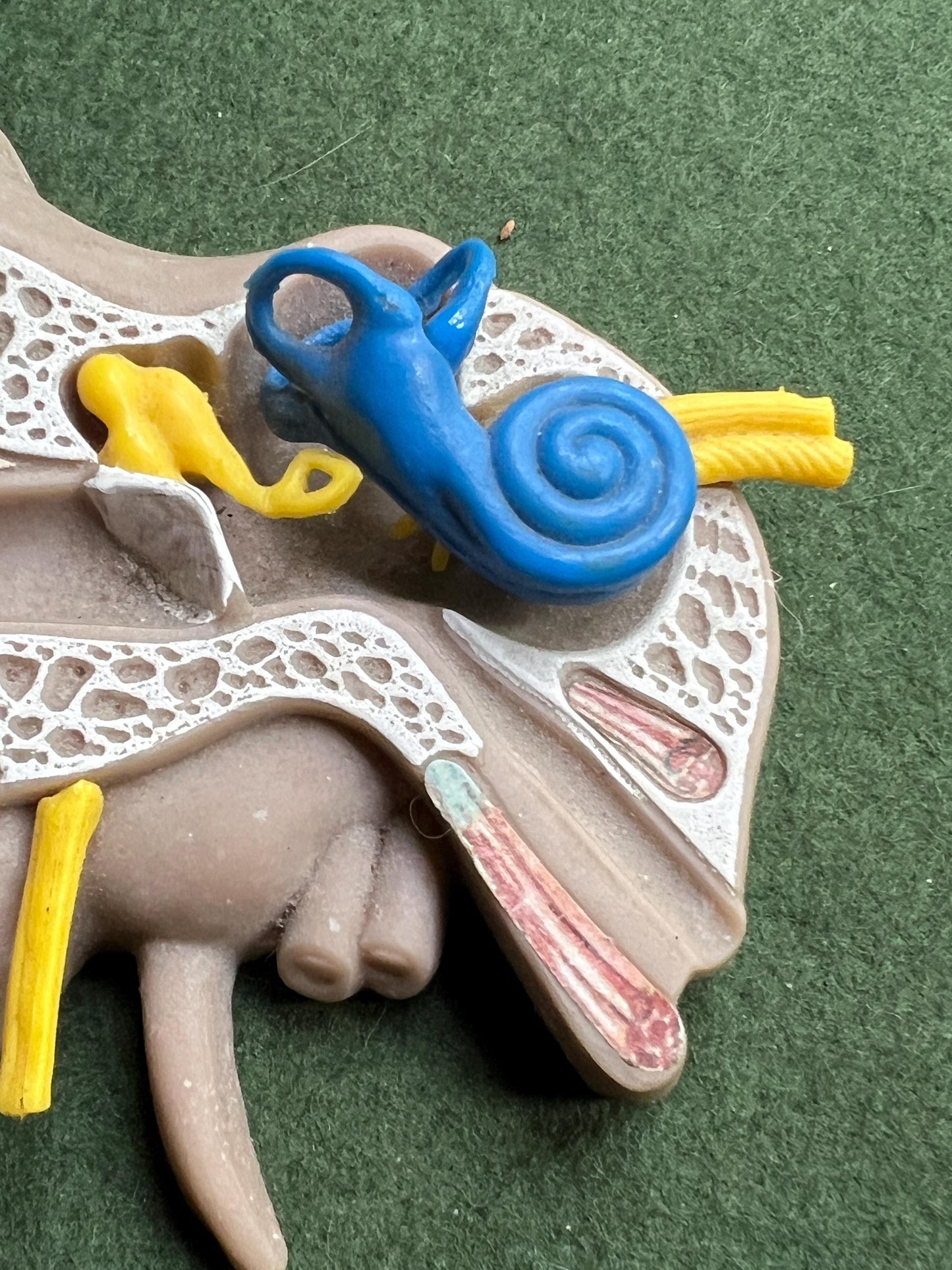 Vintage anatomical medical ear model