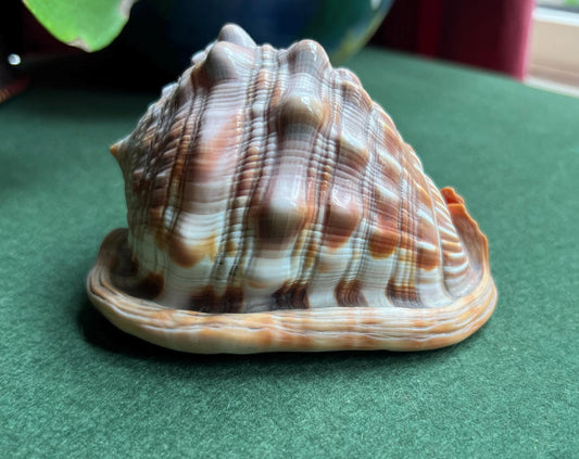 Vintage decorative conch shell.