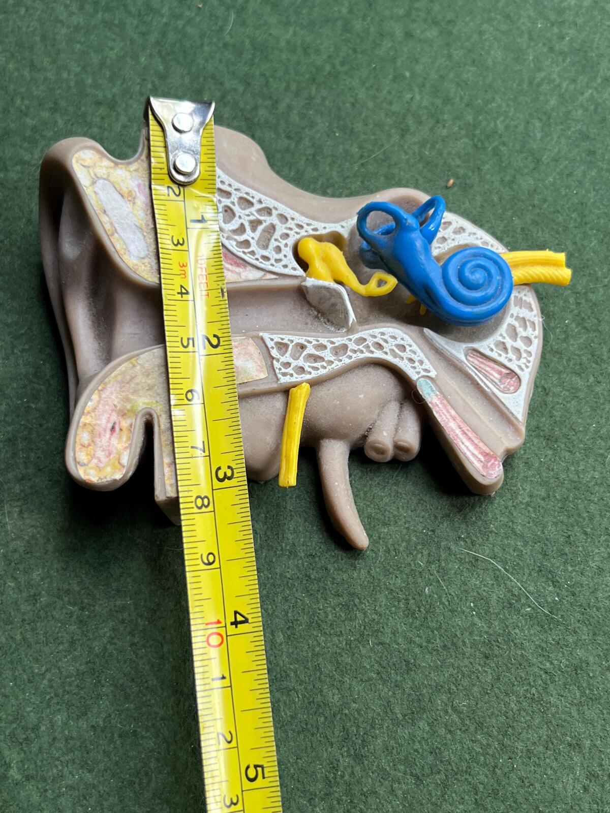 Vintage anatomical medical ear model. Audiology teaching aid.